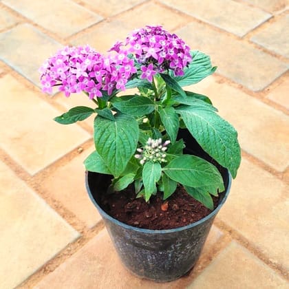 Pentas Purple in 4 Inch Nursery Pot