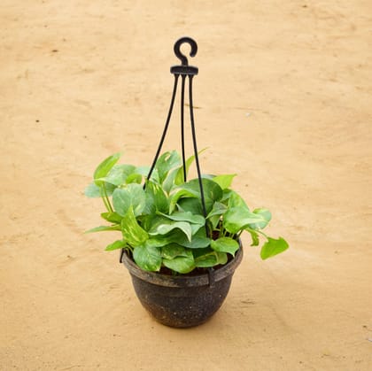Money Plant Green in 5 Inch Black Hanging Basket