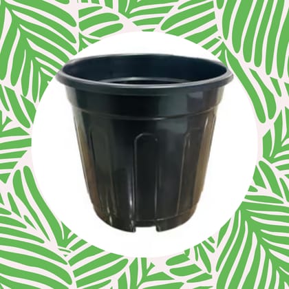 Free Gift - 6 Inch Black Super Nursery Pot - Flash Sale