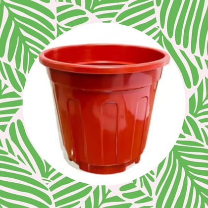 Free Gift - 6 Inch Red Super Nursery Pot - Flash Sale