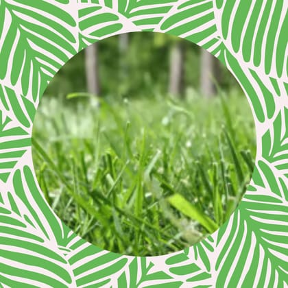 Free Gift - Bermuda grass Seeds - Excellent Germination - Flash Sale