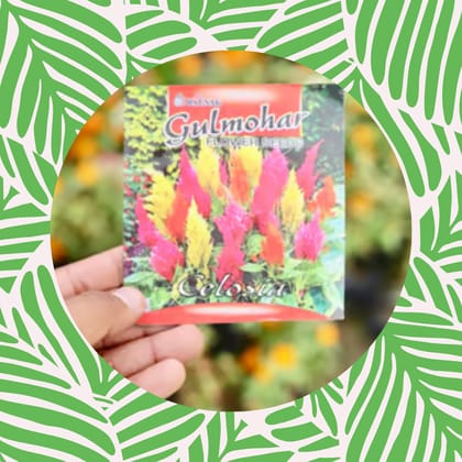 Free Gift - Celosia Mixed Seeds - Excellent Germination - Flash Sale