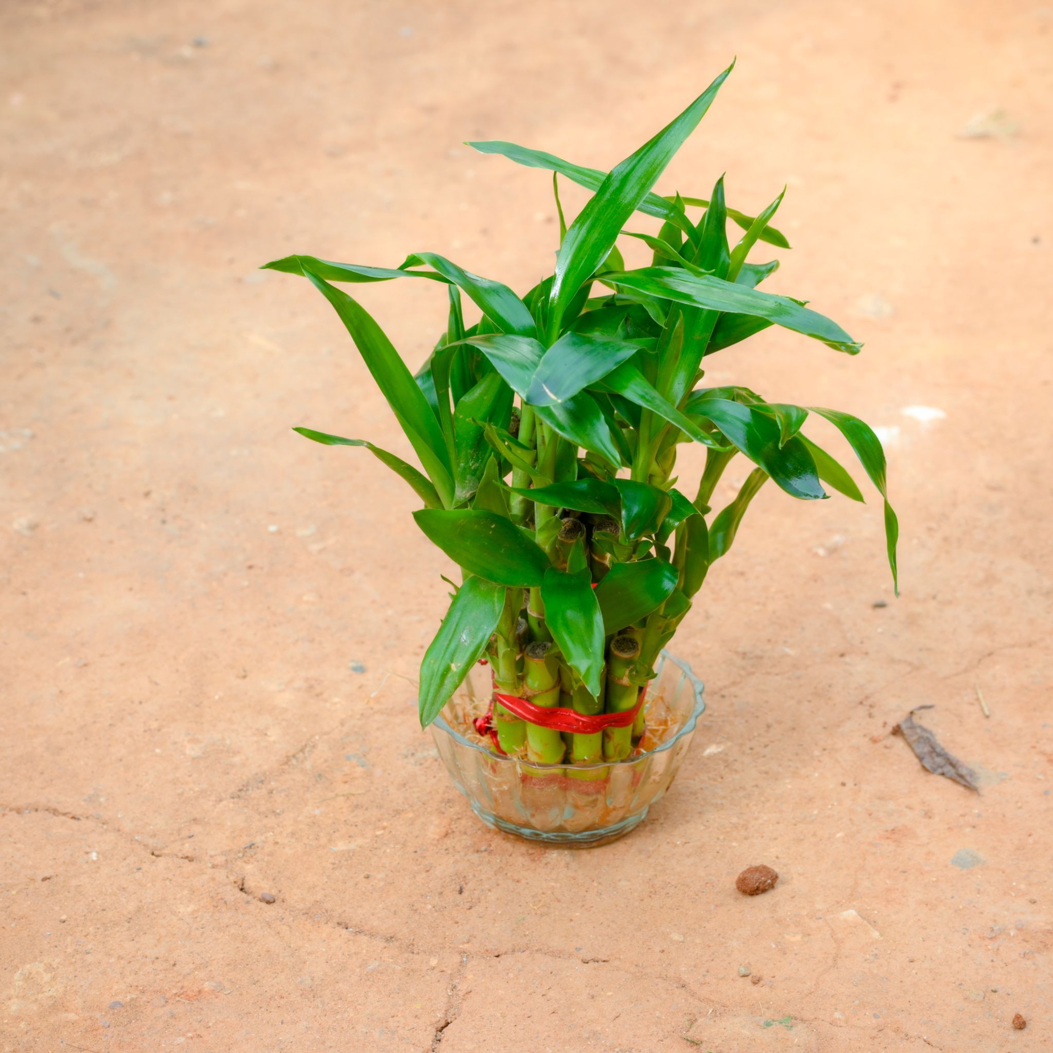 Gift Ready - 2 Layer Lucky Bamboo in 3 Inch Glass Bowl