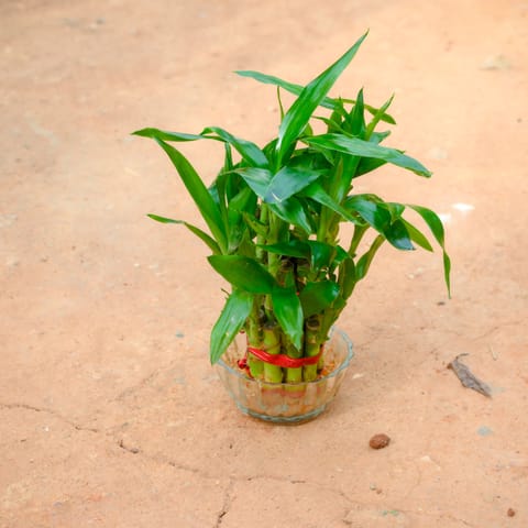 Gift Ready - 2 Layer Lucky Bamboo in 3 Inch Glass Bowl