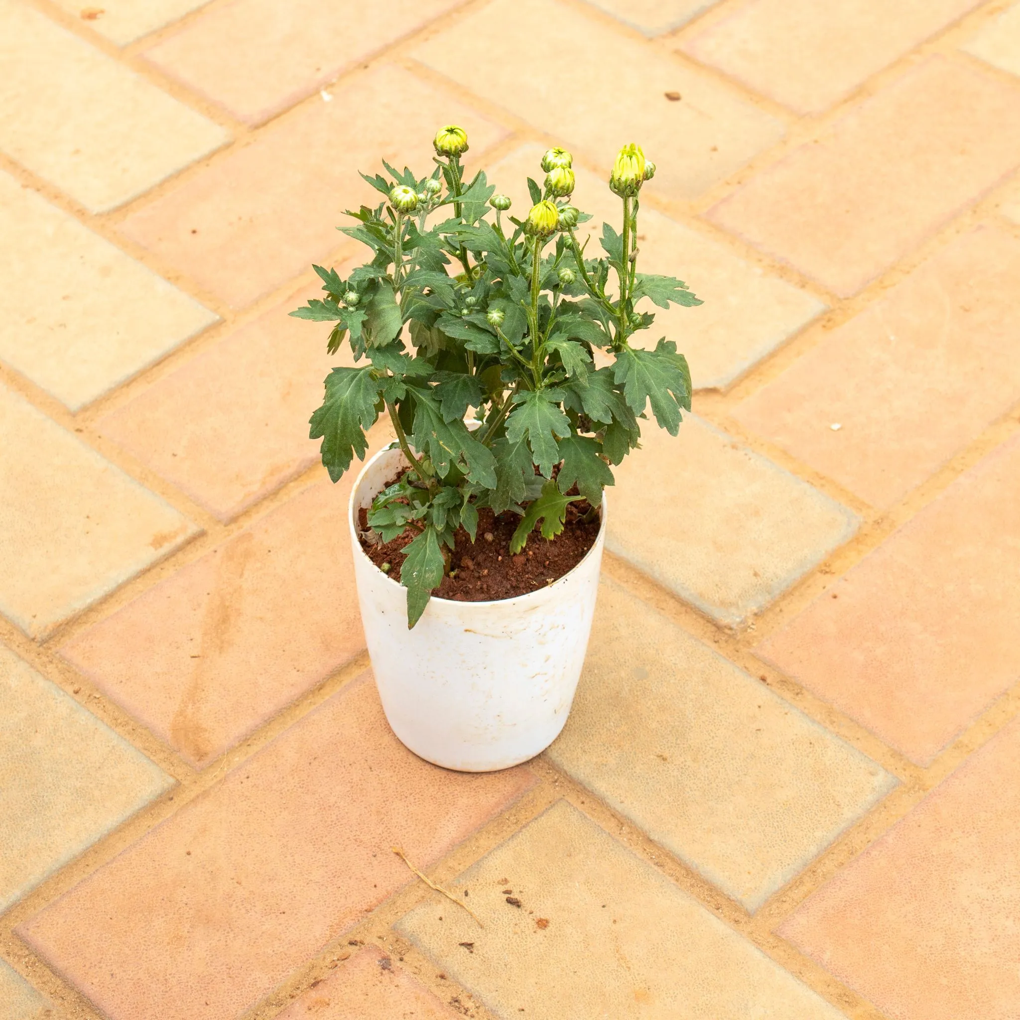 Chrysanthemum / Guldaudi (any colour) in 5 Inch White Premium Sphere Plastic Pot