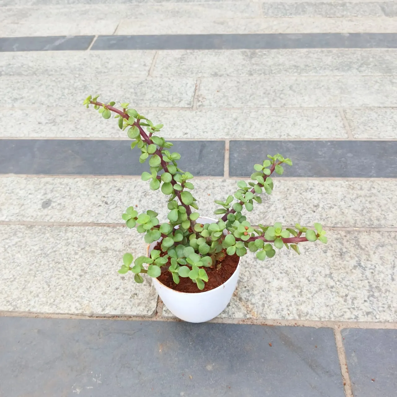 Jade in 5 Inch White Premium Plastic Pot