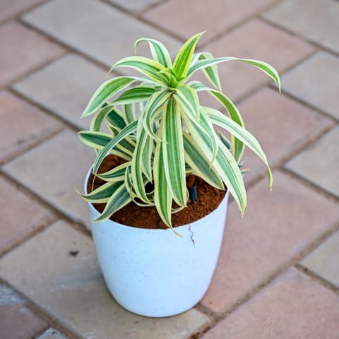 Gift Ready - Song of India in 5 Inch Premium Sphere Plastic Pot (any colour)