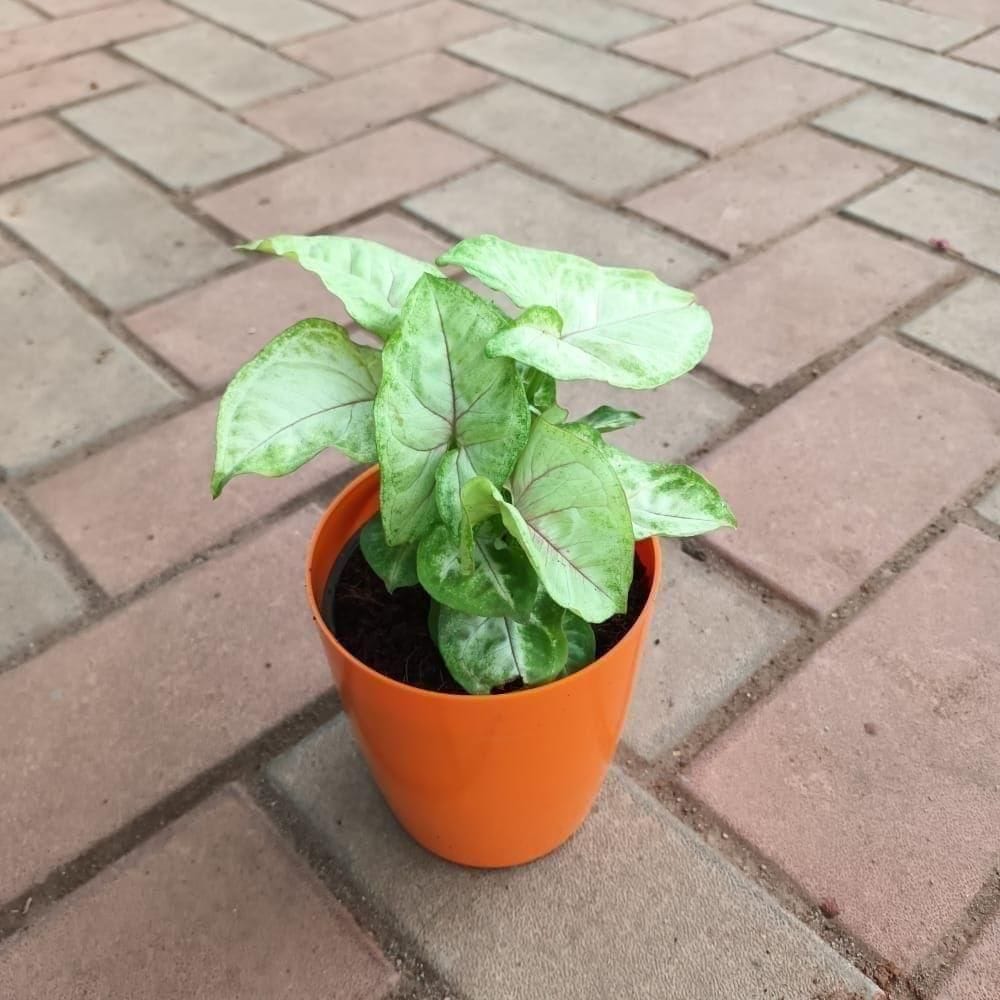 Gift Ready - Syngonium Yellow in 5 Inch Elegant Plastic Pot (colour may vary)