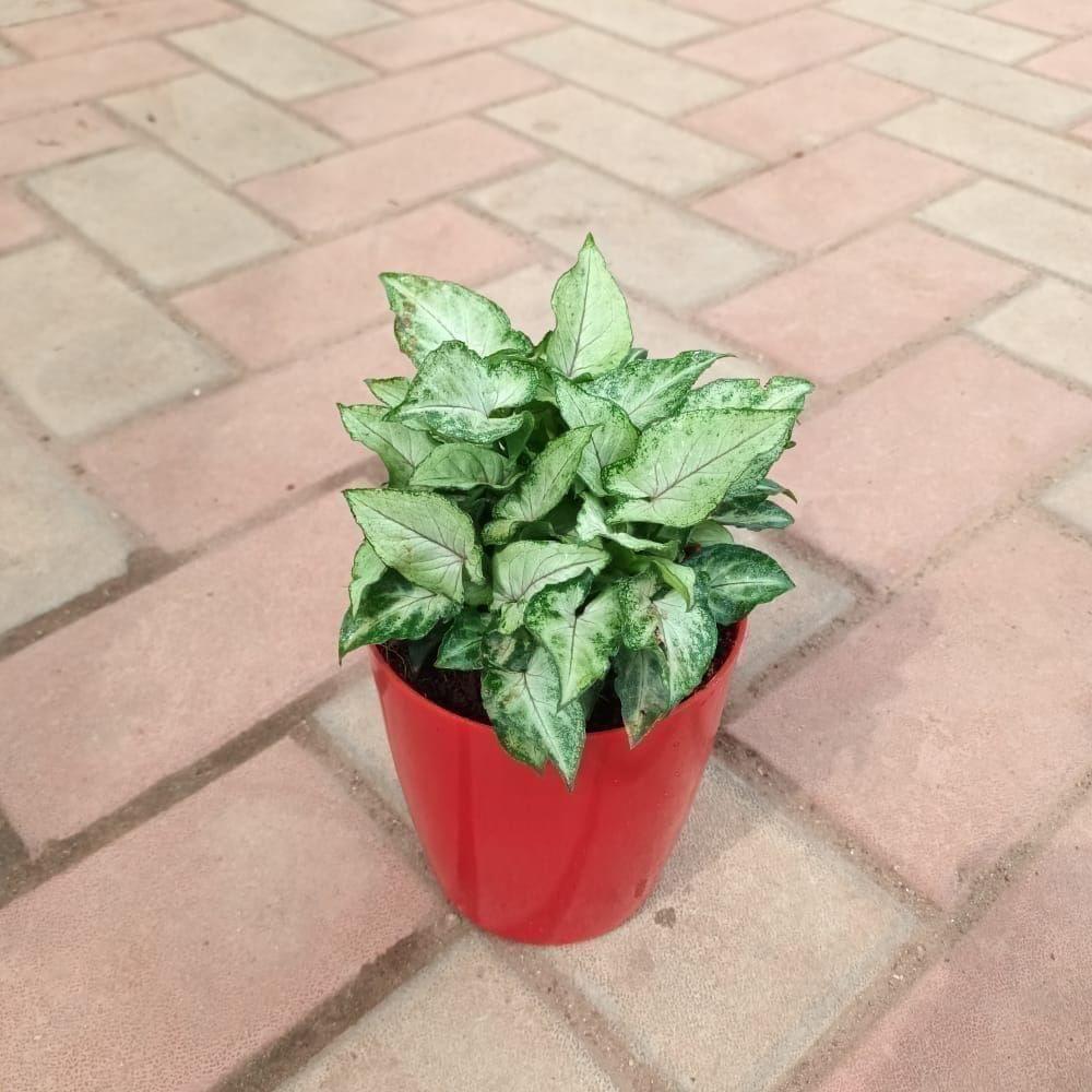 Gift Ready - Syngonium Small in 4 Inch Elegant Plastic Pot (colour may vary) With a Chic Bag