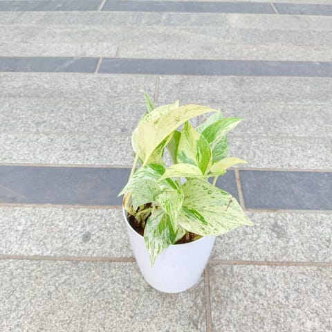 Gift Ready - Money Plant White in 5 Inch White Premium Plastic Pot With a Chic Bag