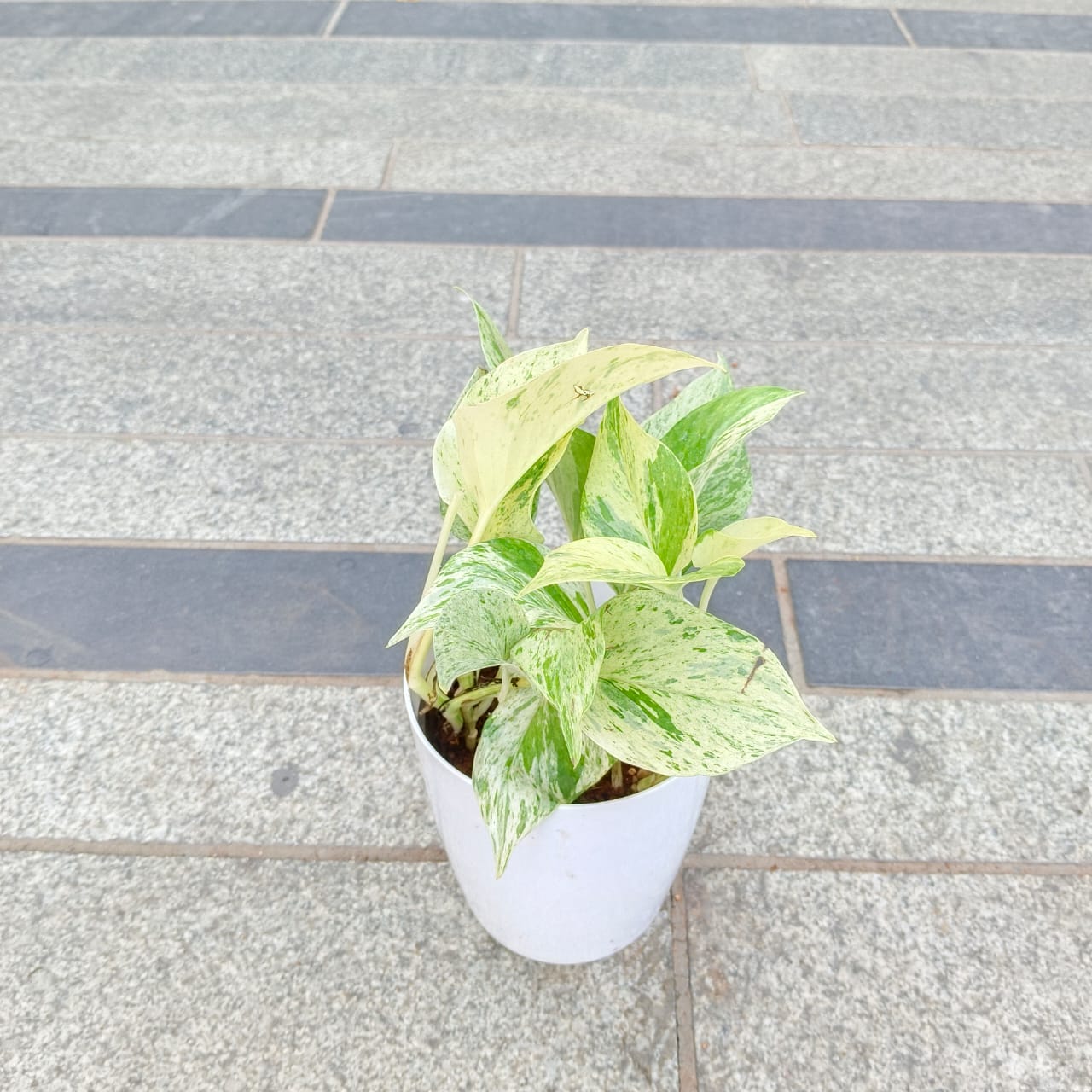 Gift Ready - Money Plant White in 5 Inch White Premium Plastic Pot With a Chic Bag