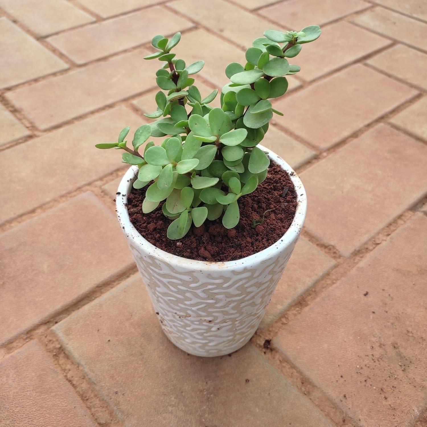 Gift Ready - Jade in 4 Inch Glass Ceramic Pot (any design & Colour) With a Chic Bag