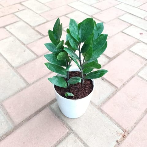Gift Ready - Zz Plant in 5 Inch Elegant Plastic Pot (colour may vary) With a Chic Bag