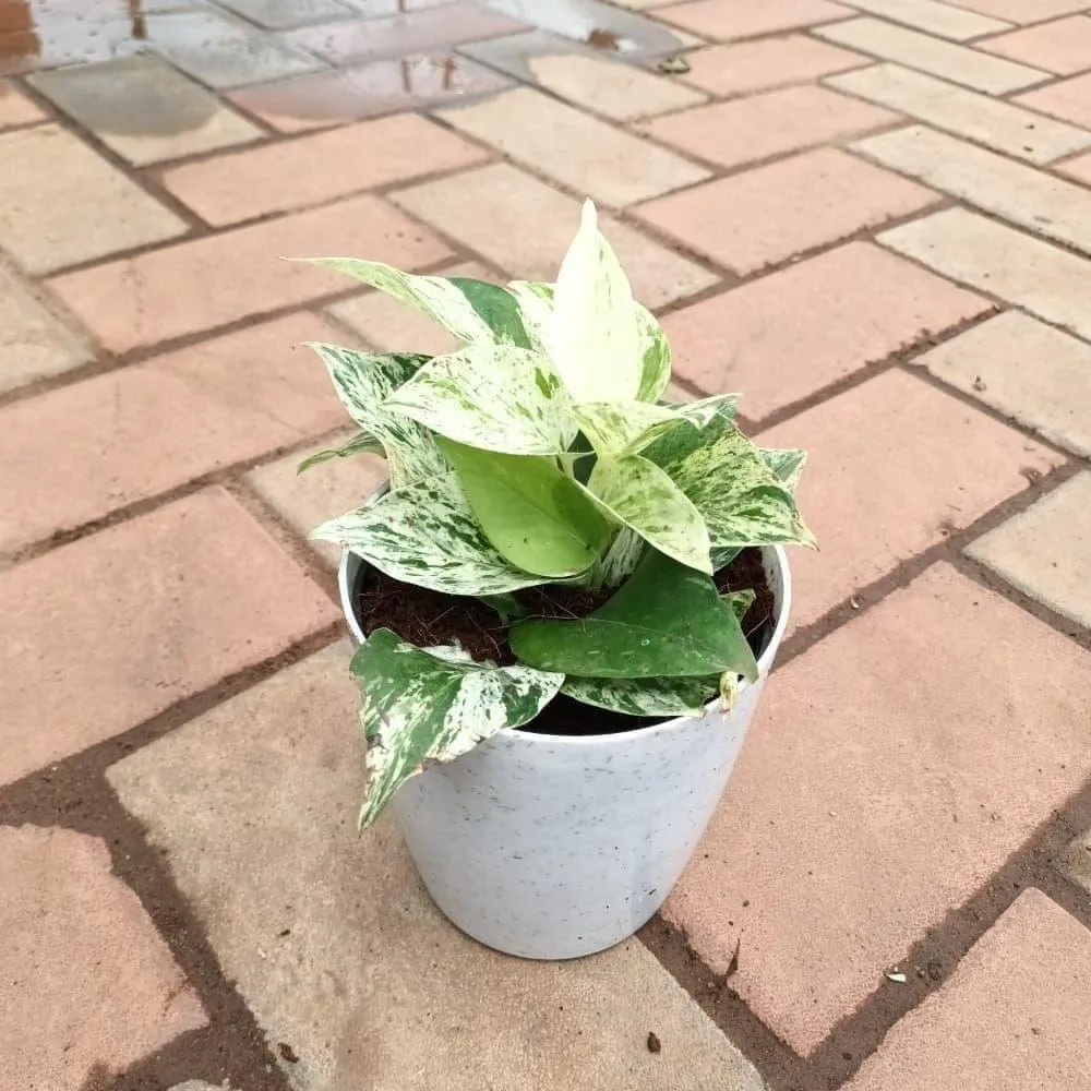 Gift Ready - Money Plant White in 5 Inch Elegant Plastic Pot (colour may vary)