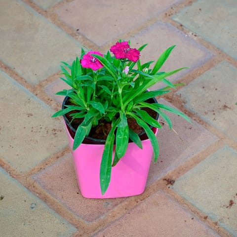 Gift Ready - Dianthus Dark Pink in 4 Inch Premium Square Plastic Pot (any colour)