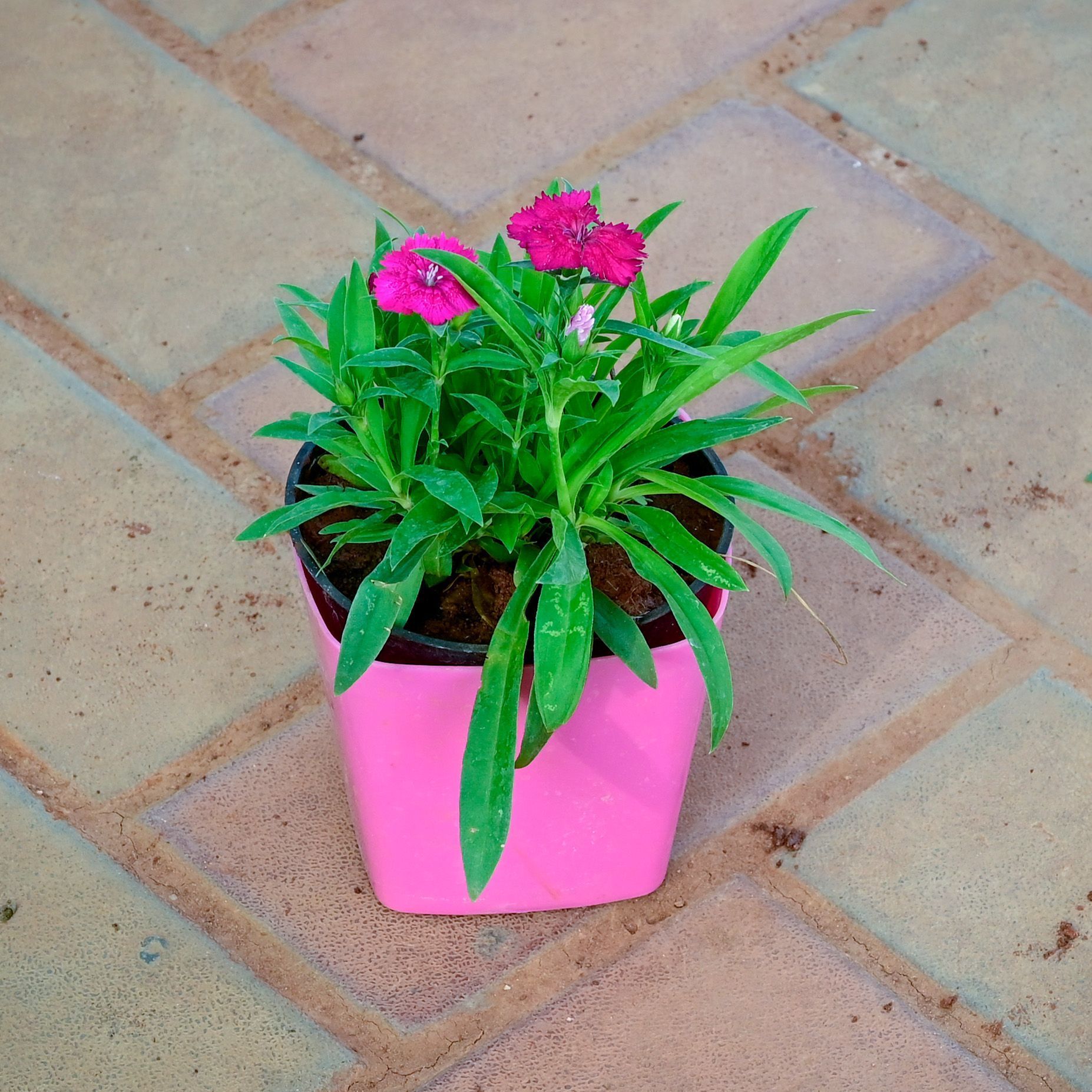 Gift Ready - Dianthus Dark Pink in 4 Inch Premium Square Plastic Pot (any colour) With a Chic Bag