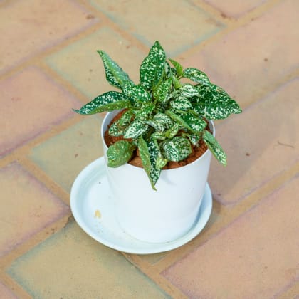 Buy Hyposthese / Polka Dot Green in 5 Inch White Premium Sphere Plastic Pot with Tray Online | Urvann.com