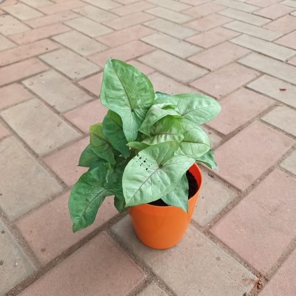 Gift Ready - Syngonium Arrowhead in 5 Inch Elegant Plastic Pot (colour may vary)