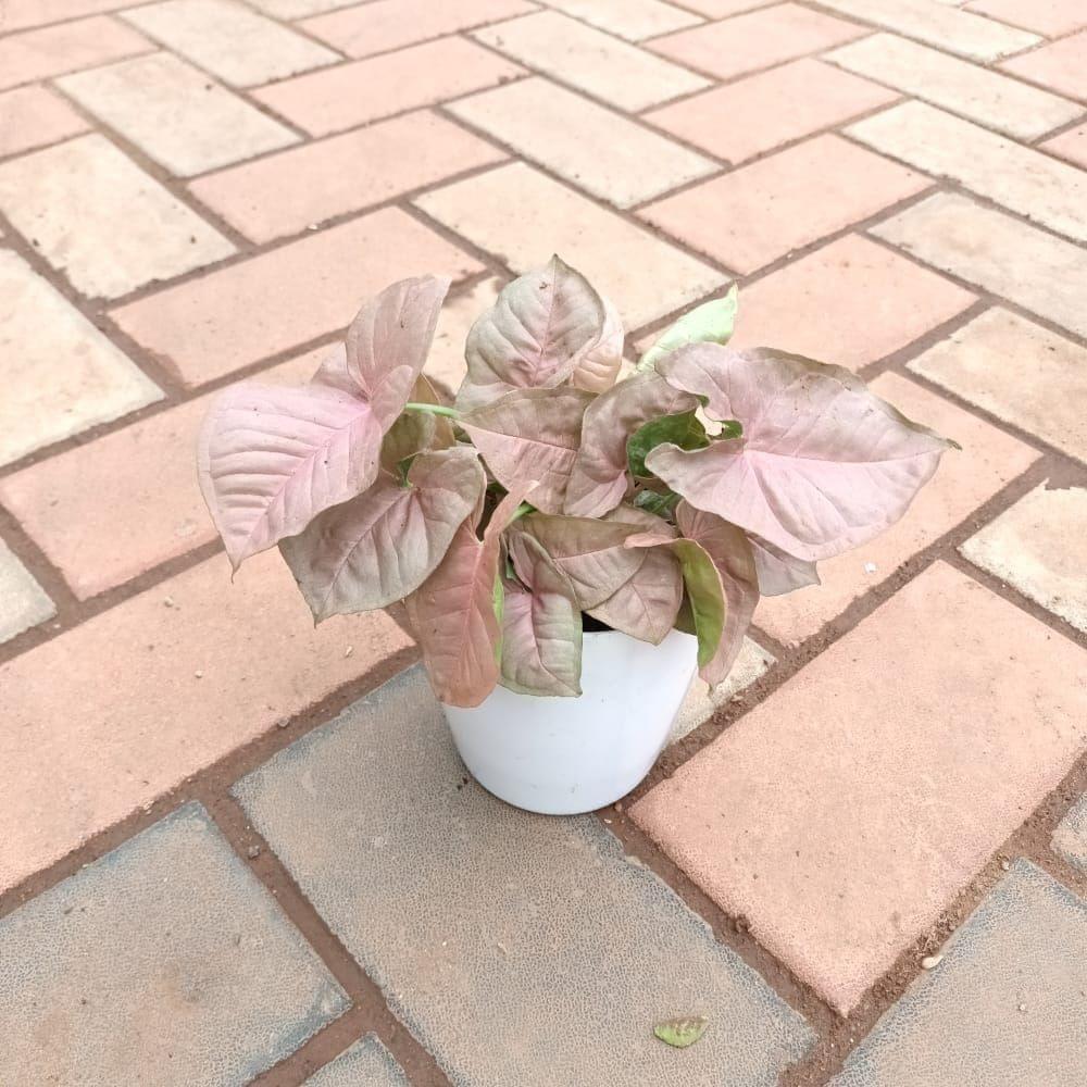 Gift Ready - Syngonium Pink in 5 Inch Elegant Plastic Pot (colour may vary)