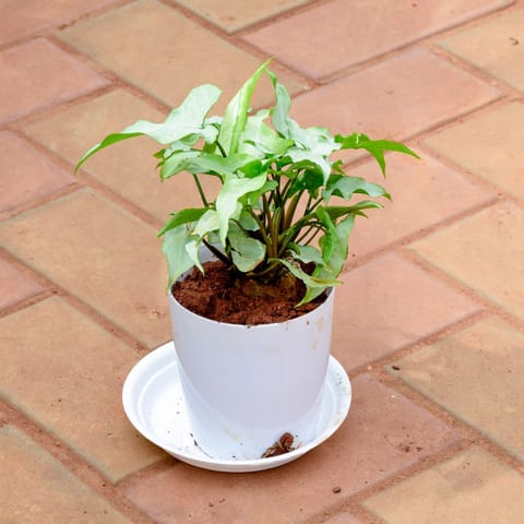 Gift Ready - Syngonium Small Leaf in 5 Inch White Premium Sphere Plastic Pot with Tray With a Chic Bag