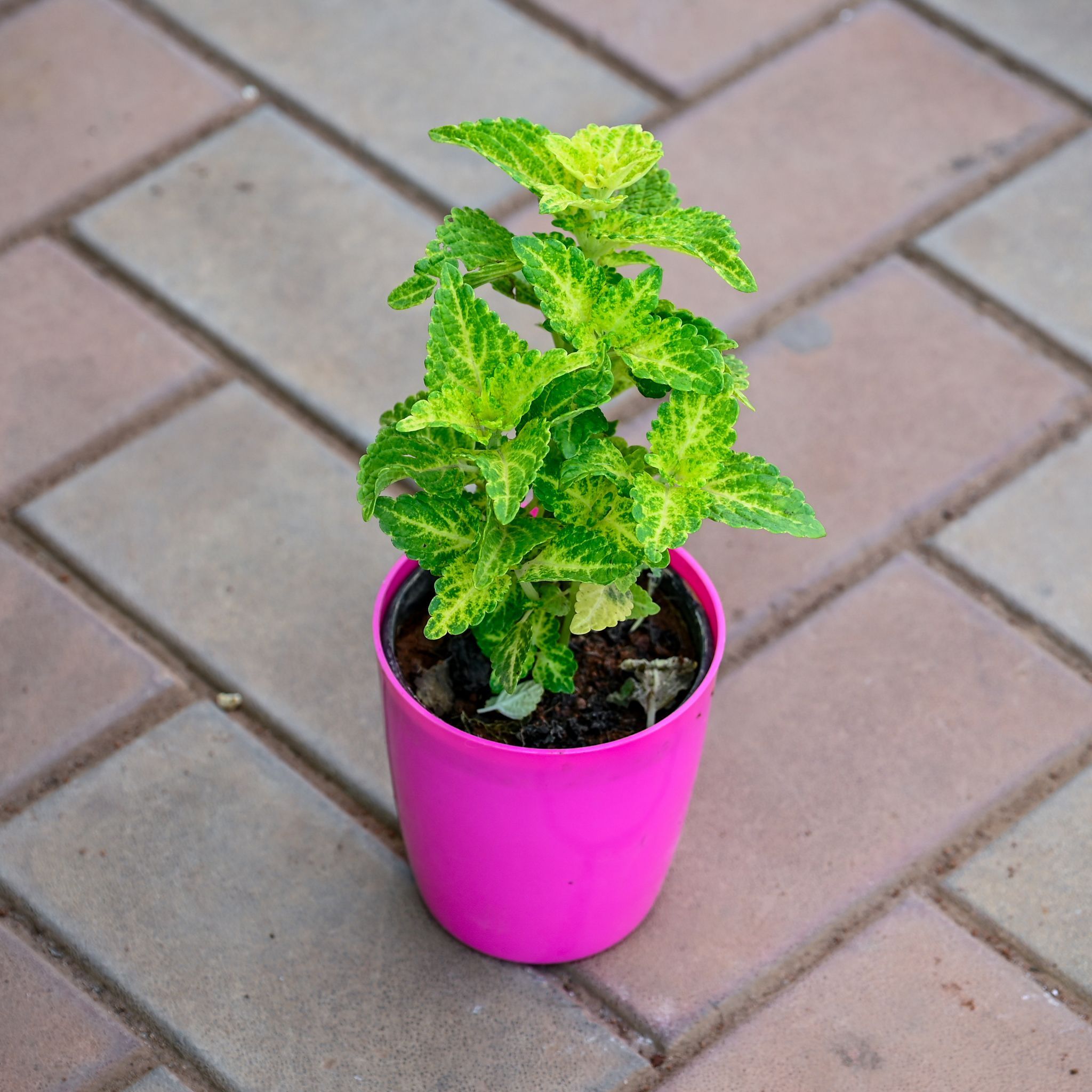 Gift Ready - Coleus Green (any design) in 5 Inch Premium Sphere Plastic Pot (any colour)