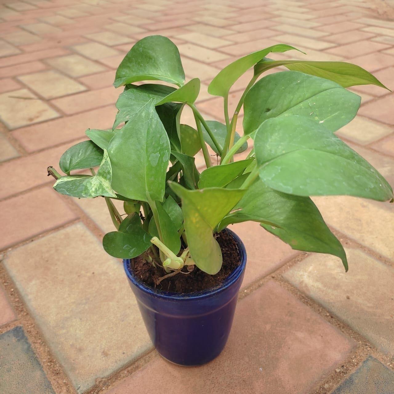 Gift Ready - Money Plant Desi in 4 Inch Classy Glass Ceramic Pot (any colour) With a Chic Bag