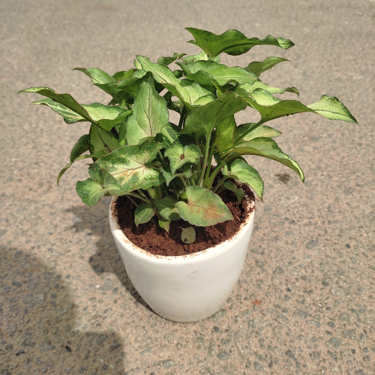Gift Ready - Syngonium Pixie Green in 3 Inch Classy Cup Ceramic Pot (any colour) With a Chic Bag
