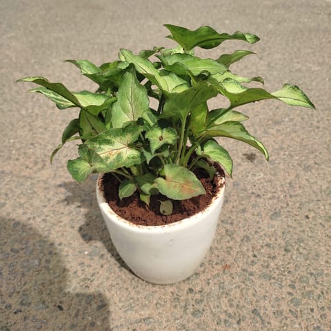 Gift Ready - Syngonium Pixie Green in 3 Inch Classy Cup Ceramic Pot (any colour) With a Chic Bag