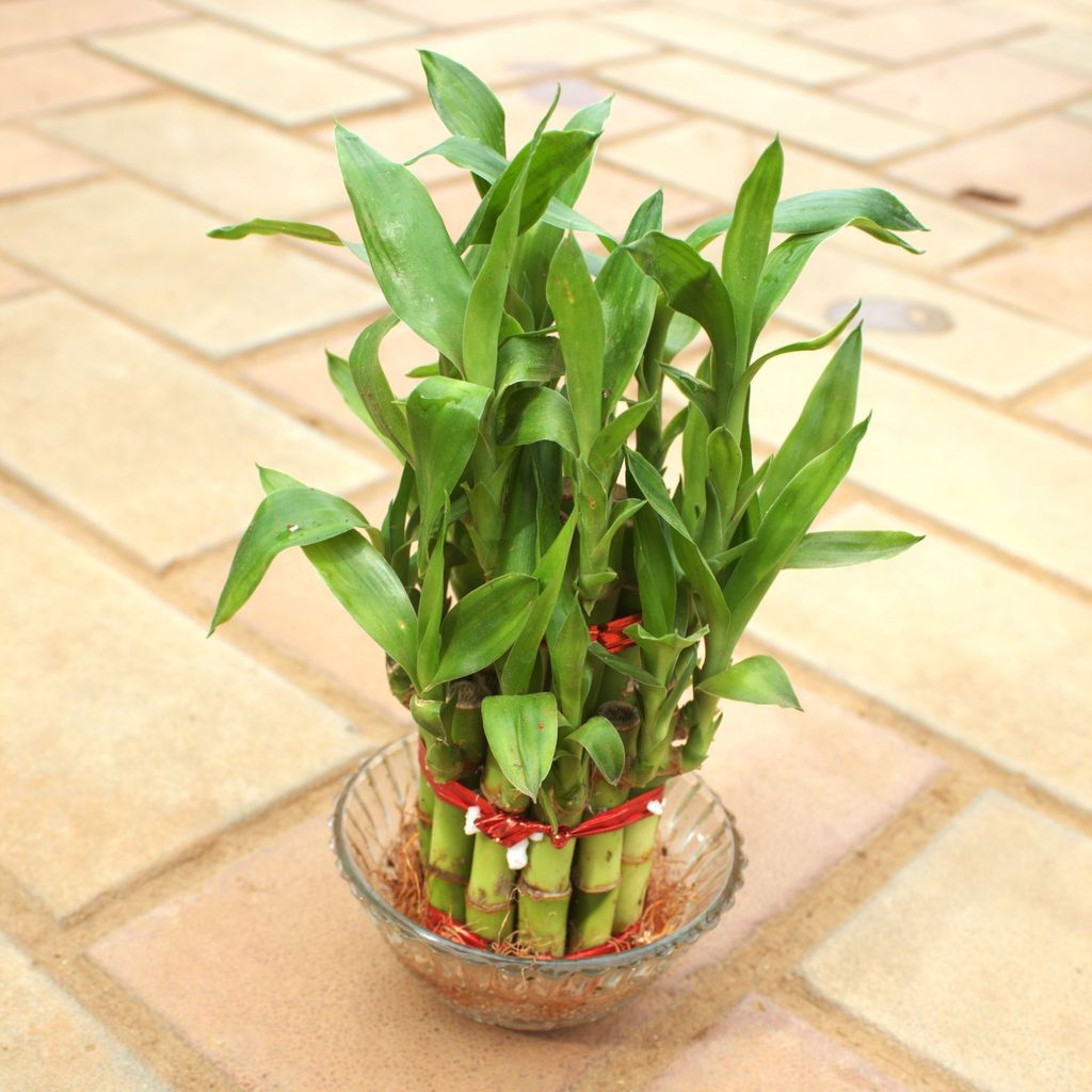 Buy 2 Layer Lucky Bamboo in 3 Inch Glass Bowl Online | Urvann.com Gift Ready - 2 Layer Lucky Bamboo in 3 Inch Glass Bowl With a Chic Bag