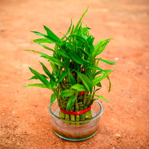 Gift Ready - Lucky Bamboo Two Layer in Glass Bowl With a Chic Bag