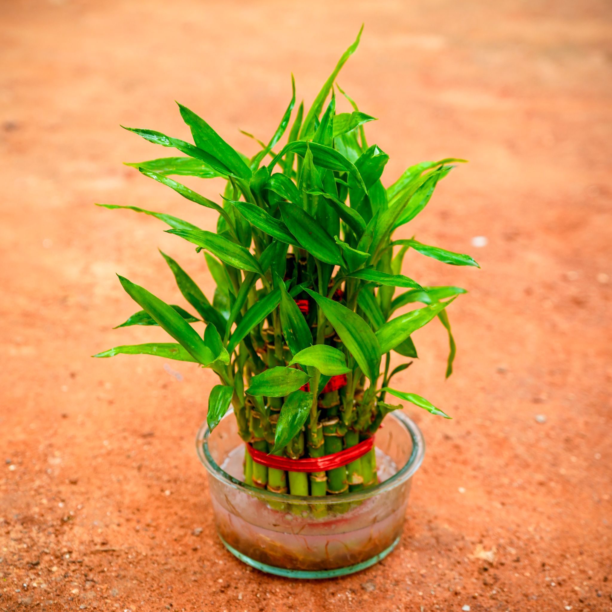 Gift Ready - Lucky Bamboo Two Layer in Glass Bowl With a Chic Bag