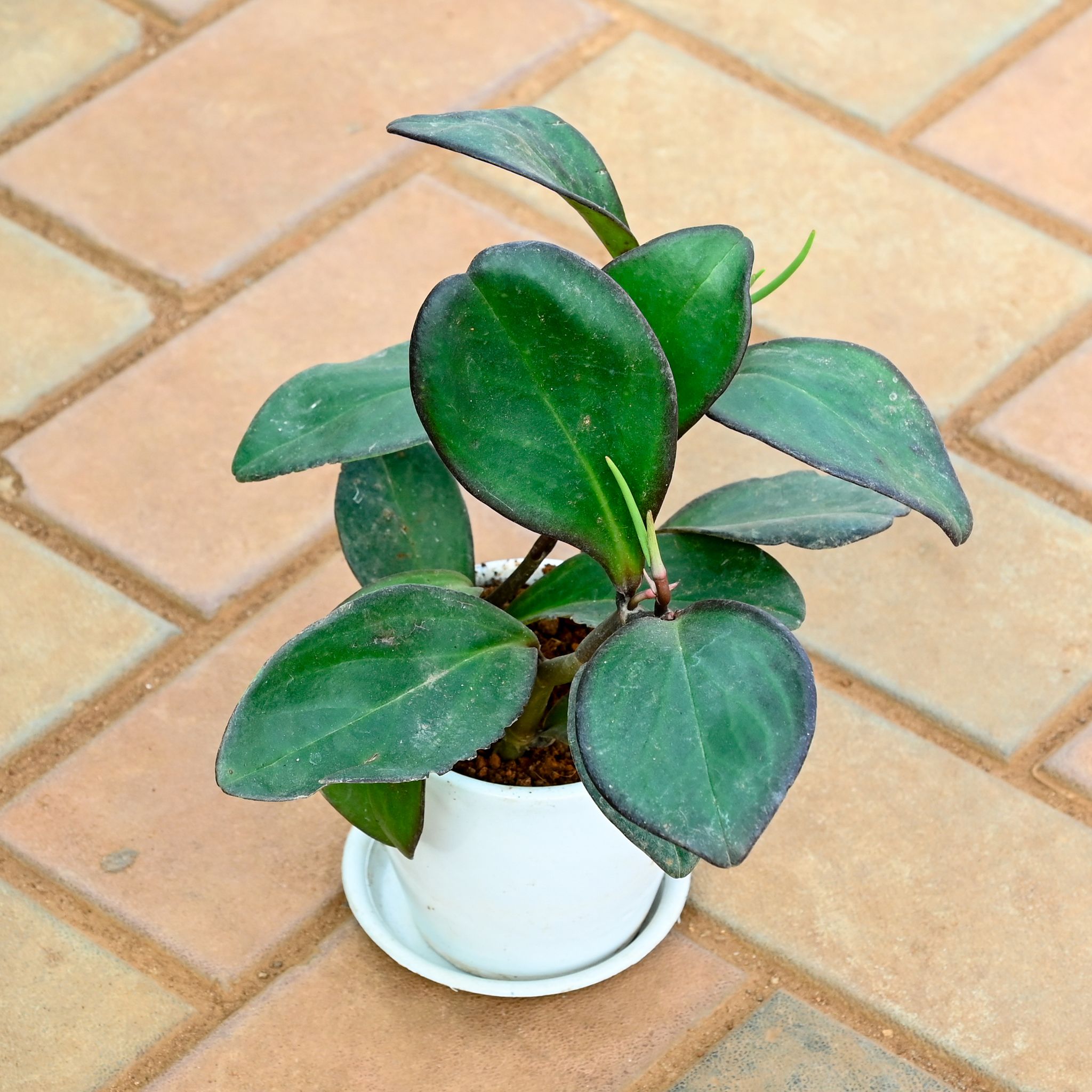 Gift Ready - Peperomia / Radiator Black in 4 Inch Classy White Cup Ceramic Pot with Tray