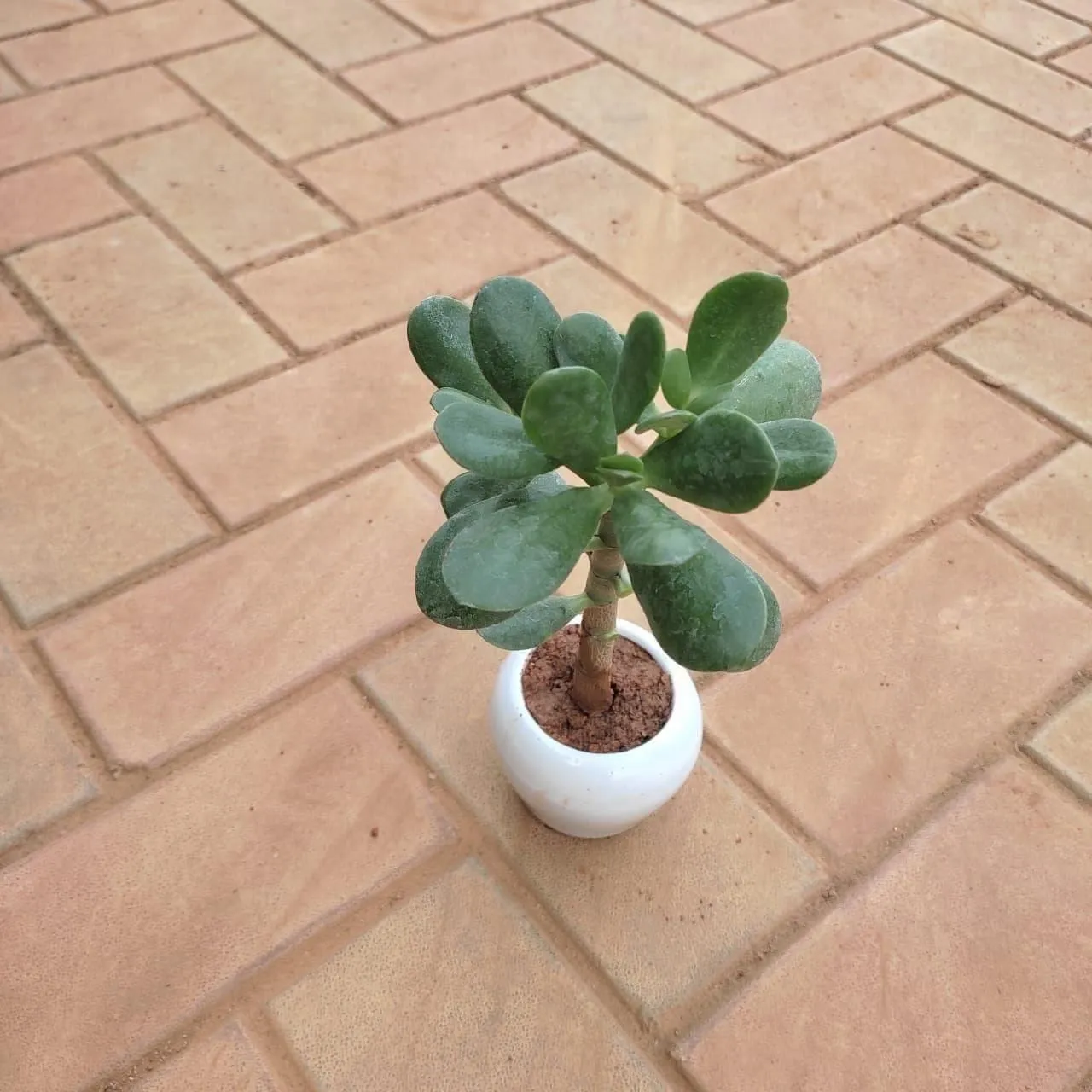 Gift Ready - Crassula Succulent in 3 Inch White Classy Bowl Ceramic Pot With a Chic Bag