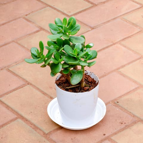 Gift Ready - Crasulla in 5 Inch White Premium Sphere Plastic Pot with Tray With a Chic Bag