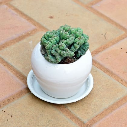 Buy Cereus Repandus Cactus in 3 Inch Classy White Apple Ceramic Pot with Tray Online | Urvann.com