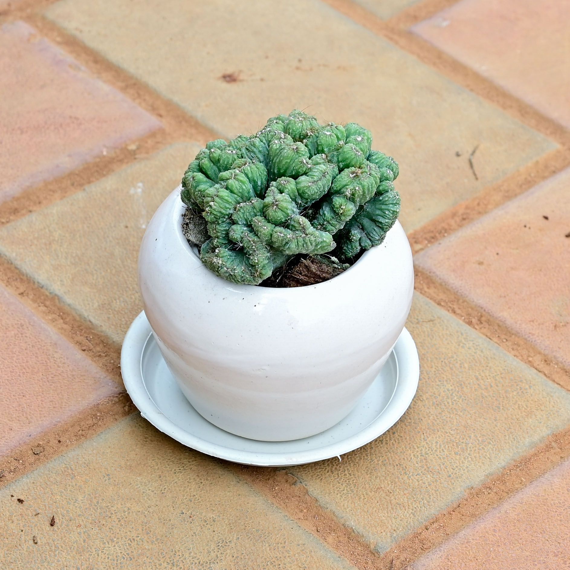 Gift Ready - Cereus Repandus Cactus in 3 Inch Classy White Apple Ceramic Pot with Tray With a Chic Bag