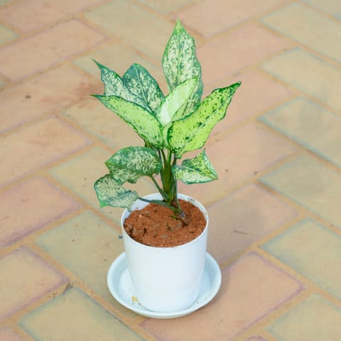 Gift Ready - Aglaonema Snow White in 5 Inch White Premium Sphere Plastic Pot with Tray With a Chic Bag