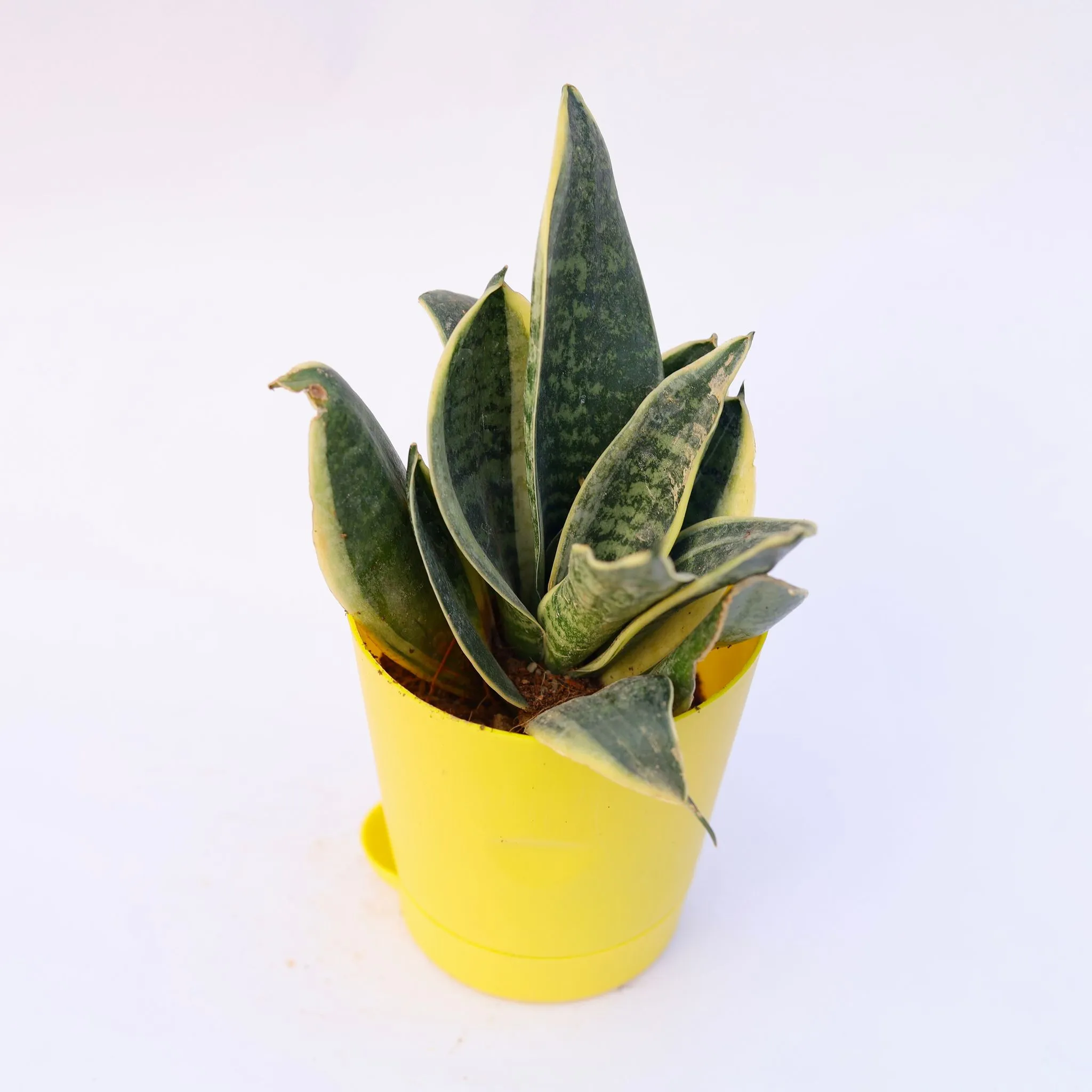Gift Ready - Snake Variegated in 4 Inch Yellow Florence Self Watering Pot