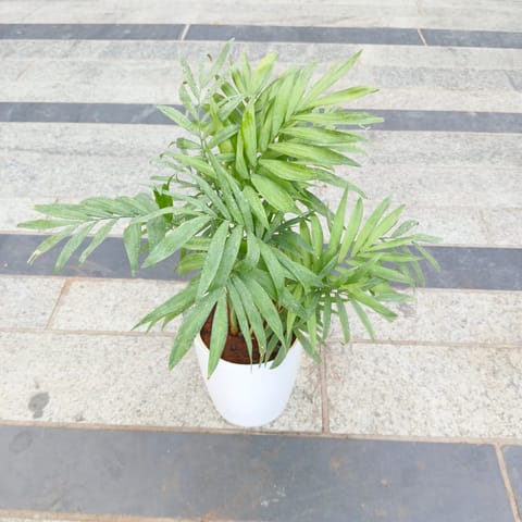 Gift Ready - Chameadorea Palm in 5 Inch White Premium Plastic Pot With a Chic Bag