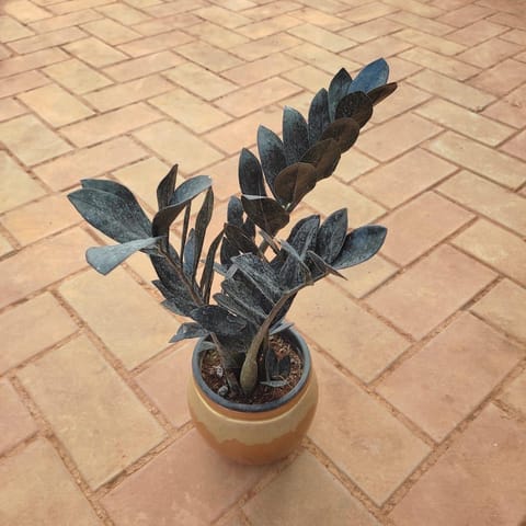 Gift Ready - Black Zz Plant in 5 Inch Classy Matki Designer Ceramic Pot (any design & colour) With a Chic Bag