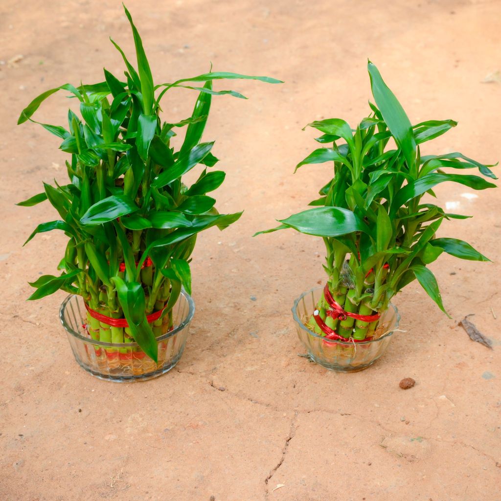 Buy Set Of 2 - ( 2 & 3 Layer) Lucky Bamboo in 3 Inch Glass Bowl Online | Urvann.com Gift Ready - Set Of 2 - ( 2 & 3 Layer) Lucky Bamboo in 3 Inch Glass Bowl With a Chic Bag