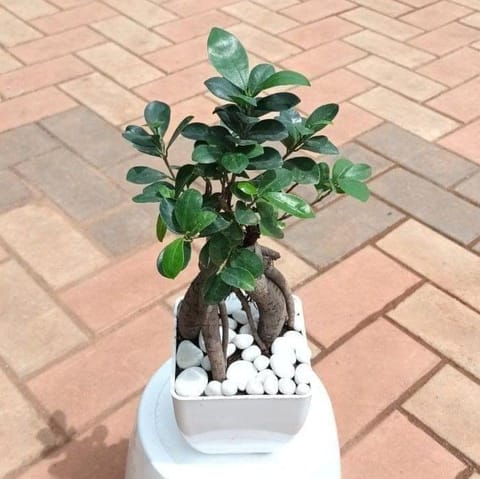 Gift Ready - Ficus Bonsai in Inch Fiber Glass Pot with Decorative Pebbles With a Chic Bag