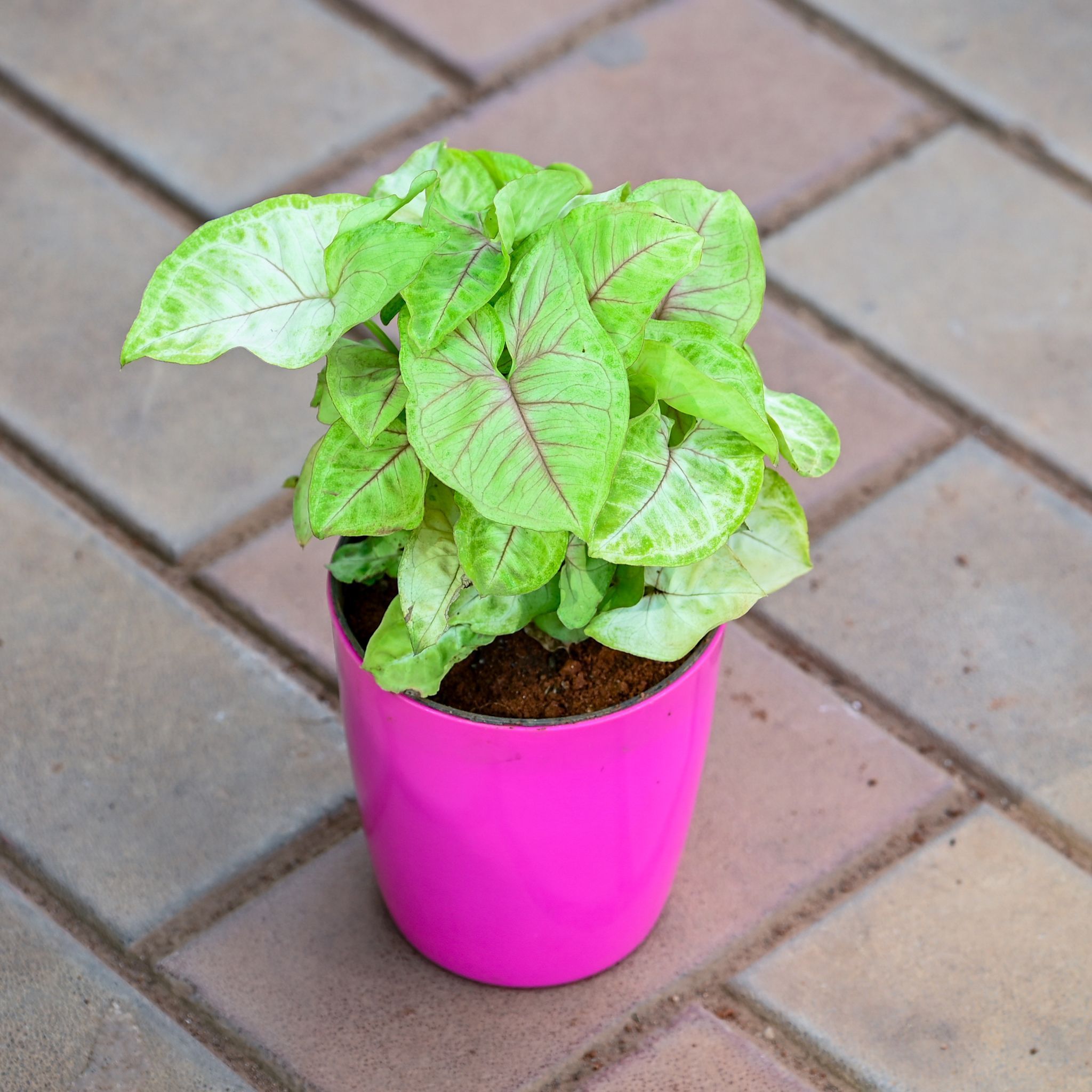 Gift Ready - Syngonium Green in 5 Inch Premium Sphere Plastic Pot (any colour) With a Chic Bag