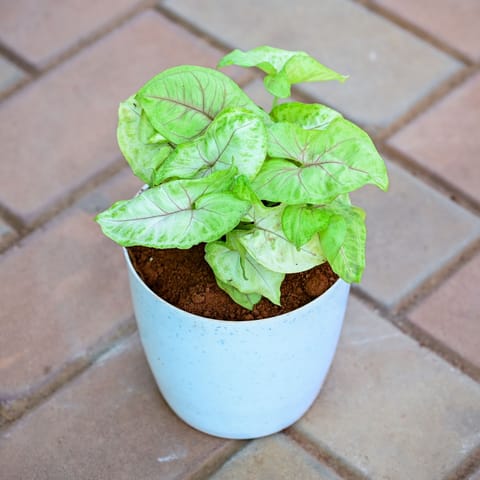 Gift Ready - Syngonium Golden in 5 Inch Premium Sphere Plastic Pot (any colour) With a Chic Bag