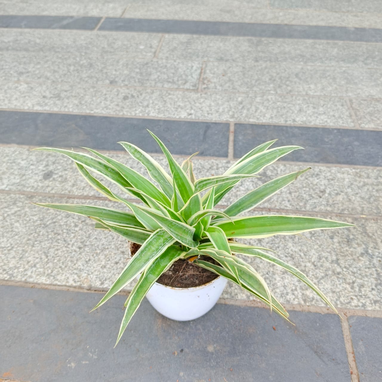 Gift Ready - Spider in 4 Inch White Premium Plastic Pot
