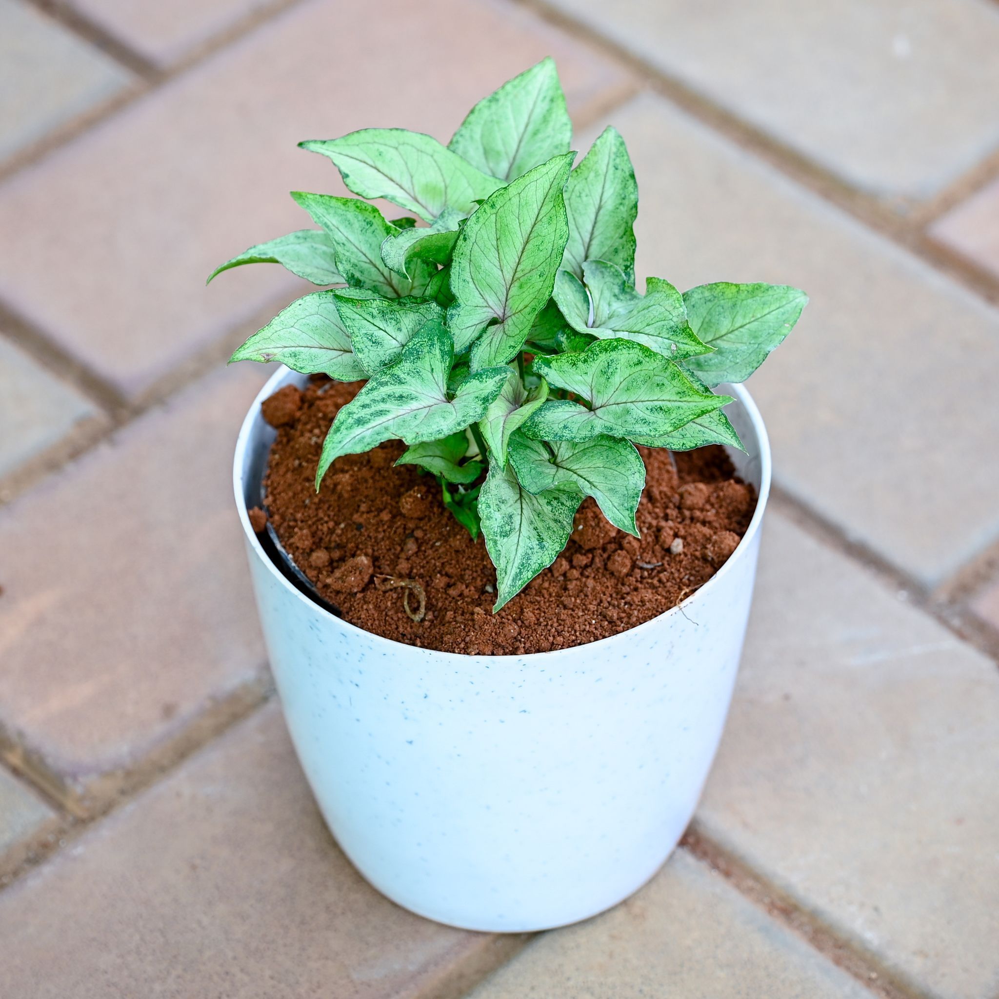Gift Ready - Syngonium Pixie Green in 5 Inch Premium Sphere Plastic Pot (any colour) With a Chic Bag