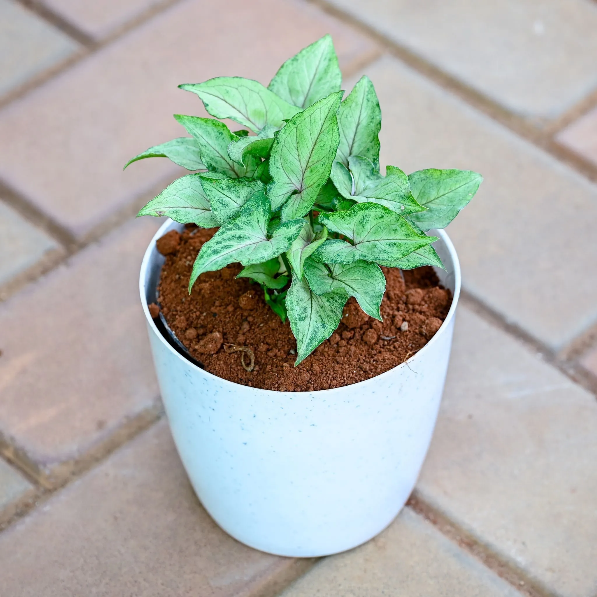 Gift Ready - Syngonium Pixie Green in 5 Inch Premium Sphere Plastic Pot (any colour) With a Chic Bag