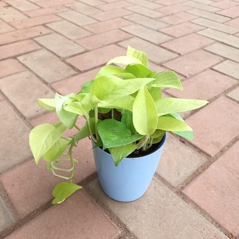 Gift Ready - Money Plant Golden in 5 Inch Elegant Plastic Pot (colour may vary) With a Chic Bag
