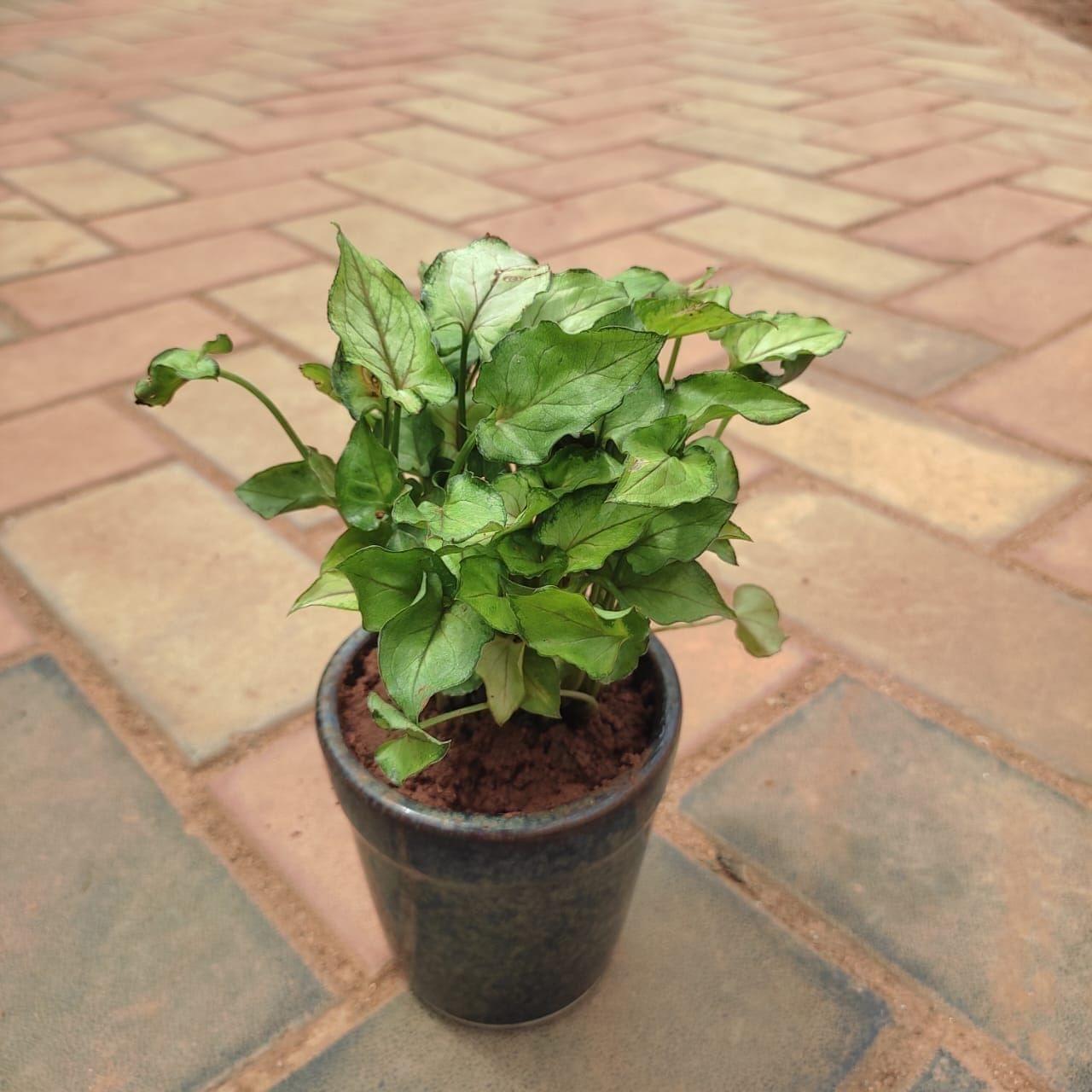 Gift Ready - Syngonium Small Leaf in 4 Inch Classy Glass Ceramic Pot (any colour) With a Chic Bag