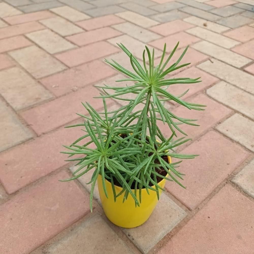 Gift Ready - Vine Succulent in 5 Inch Elegant Plastic Pot (colour may vary)